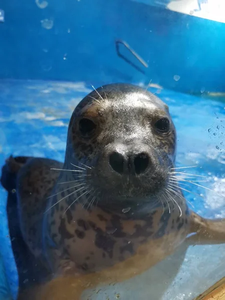 sea lion seal, marine fauna