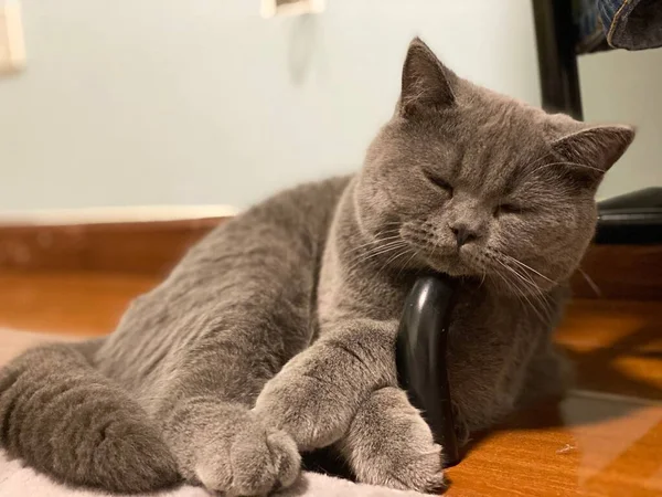 cute cat with a cup of tea