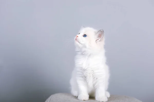 cute cat on a white background