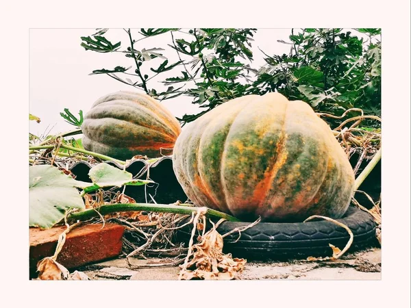 pumpkin and pumpkins on a white background