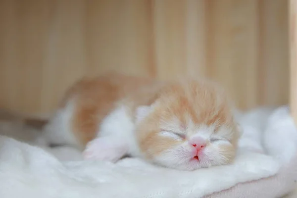 cute little kitten sleeping on the bed