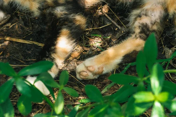 a small kitten in the garden