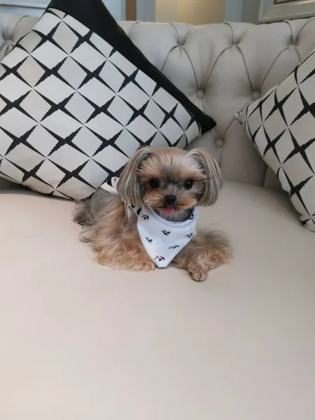 dog with a pet puppy on the sofa