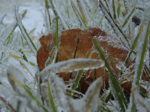 frozen grass in the forest