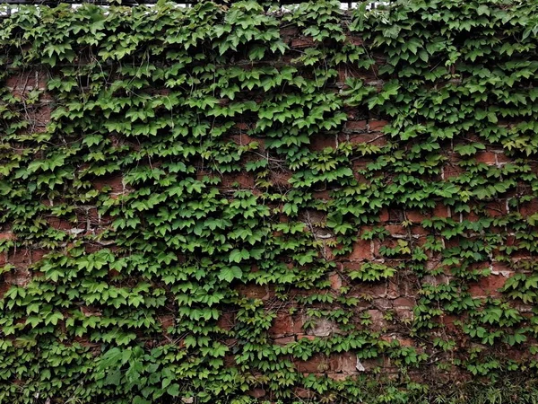 beautiful pattern of green ivy