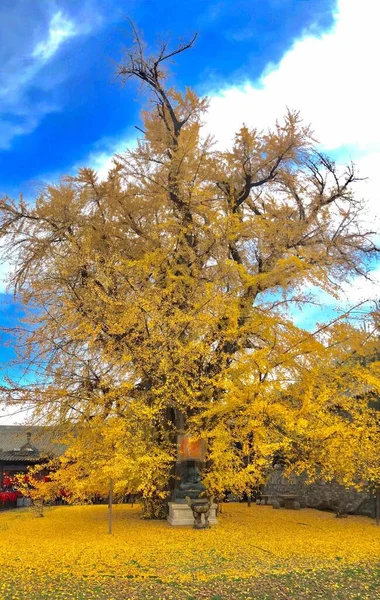 beautiful autumn landscape with trees and leaves