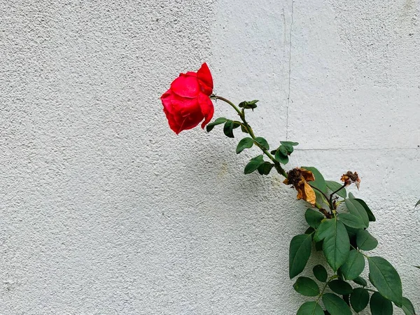 red roses on a concrete wall