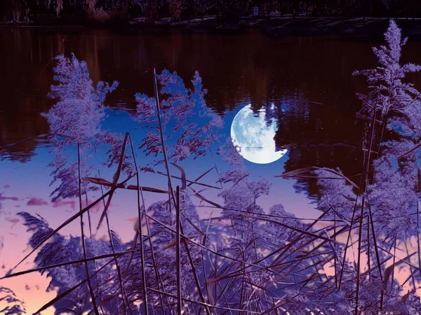 beautiful night sky with trees and snow