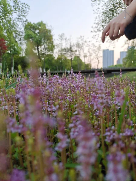 beautiful young woman in a field of lavender