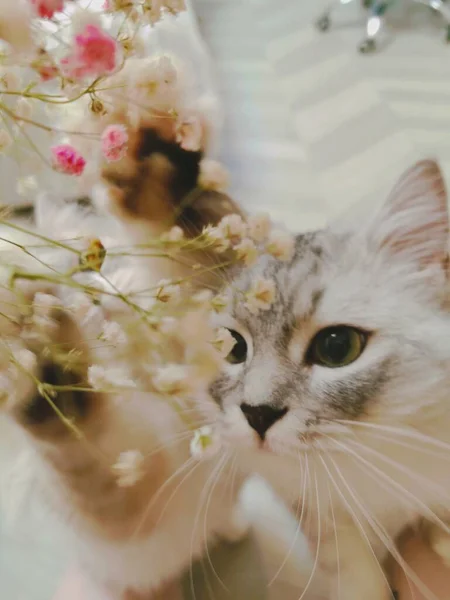 beautiful cat with flowers on the background of a white wall