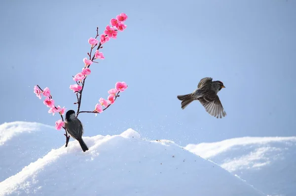 bird in the snow