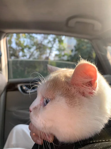 cute cat sitting on the car