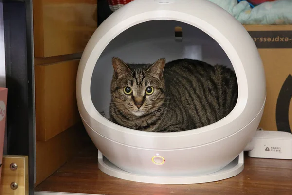 cat washing the laundry