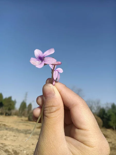 hand holding a flower in the hands of a woman's