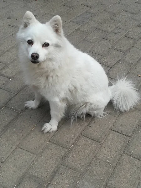 white dog with a black and red eyes
