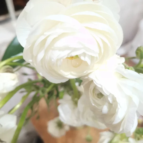beautiful white roses in a vase