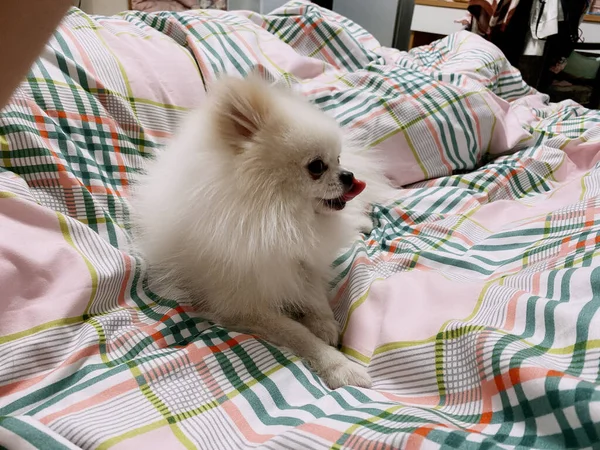 cute little dog lying on bed with blanket