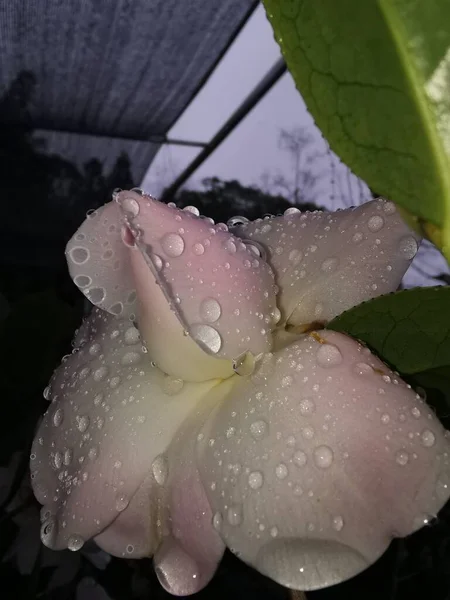 beautiful pink rose with water drops