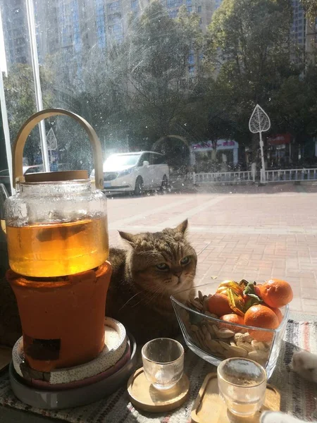 cat in the cafe