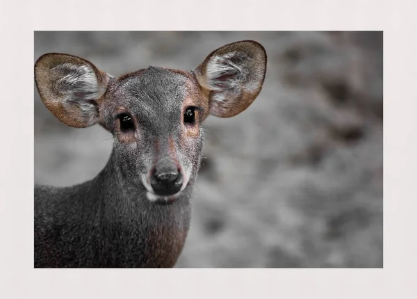 portrait of a cute deer