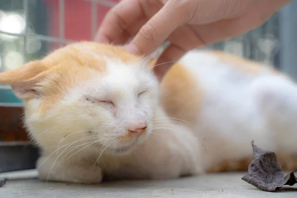 cat in the hands of a kitten