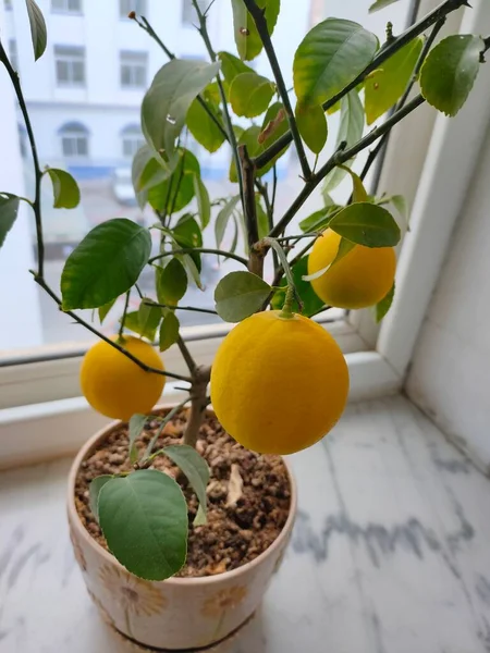 orange and yellow lemons on a white background