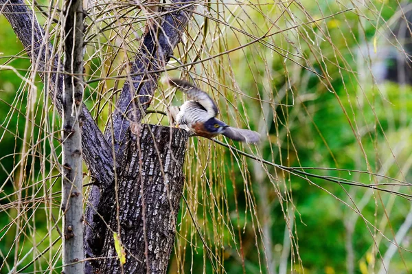 a bird on a tree