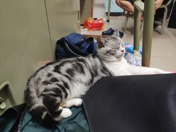 cat with a toy on the couch