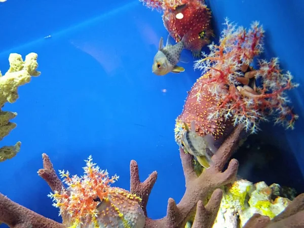 underwater world of fish in aquarium