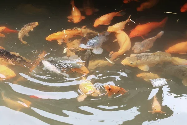 koi fish in the pond