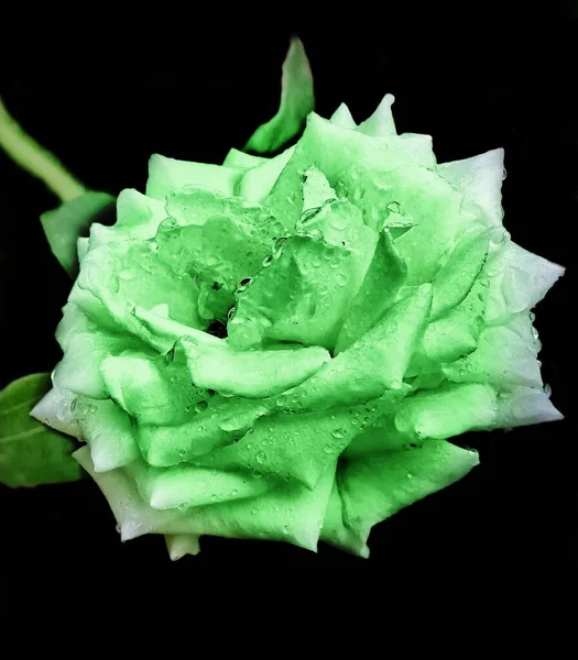 beautiful rose flower on black background