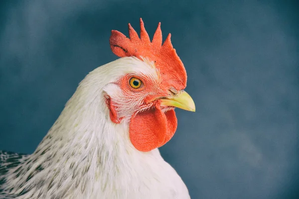close-up of a white chicken on a green background