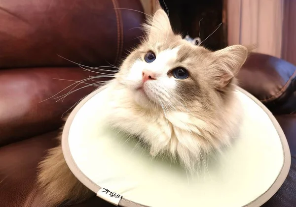 white cat with a yellow eyes on a light background