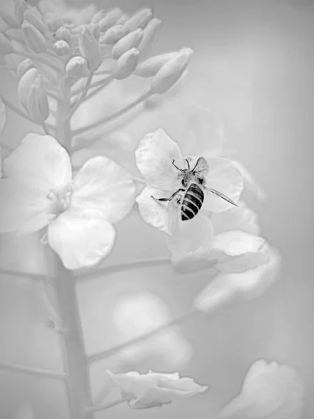 white and black flowers in the garden