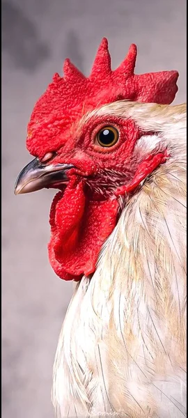 portrait of a beautiful red-white chicken
