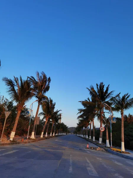 palm trees in the desert