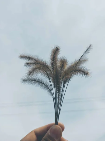 palm tree in the desert