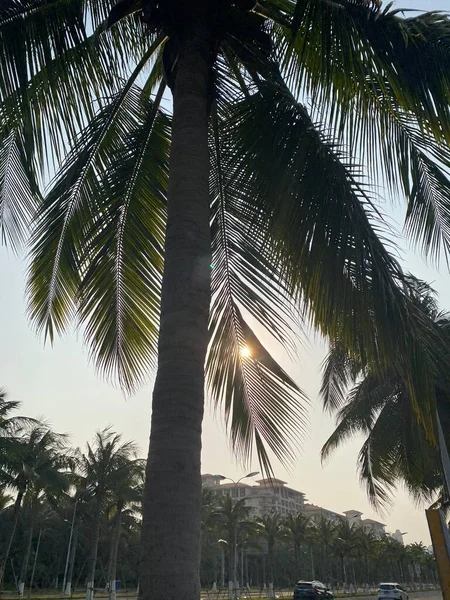 palm trees in the park