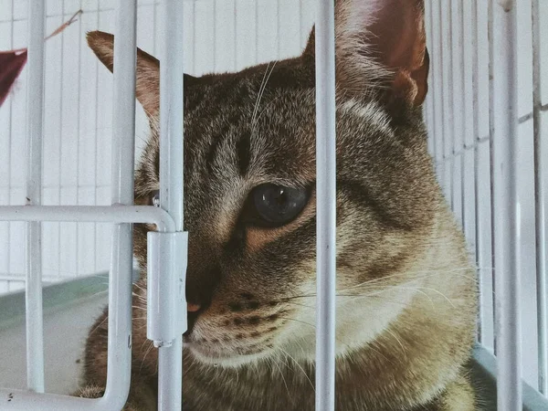 cat in the cage