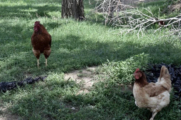 a group of young brown and white chicken walking on the grass