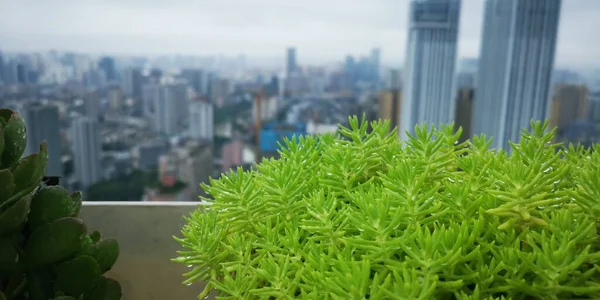green leaves on the roof of the city