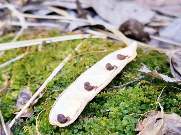 a closeup shot of a wooden cross on a green grass