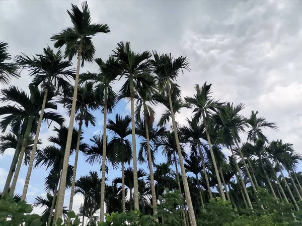 palm trees in the park