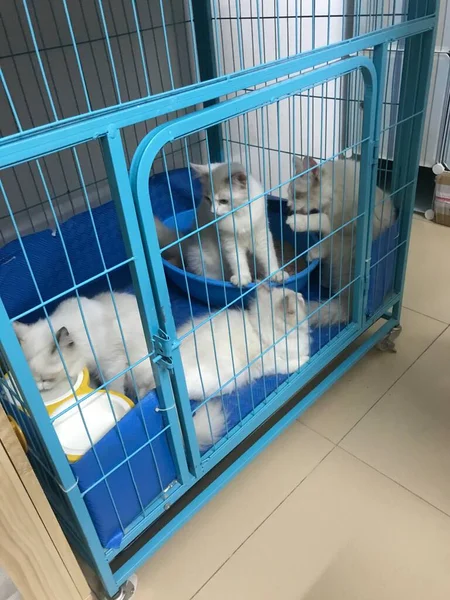 dog shopping cart with pet shelter in the store