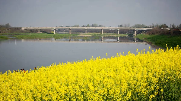 spring landscape with a river and a field of yellow dandelions