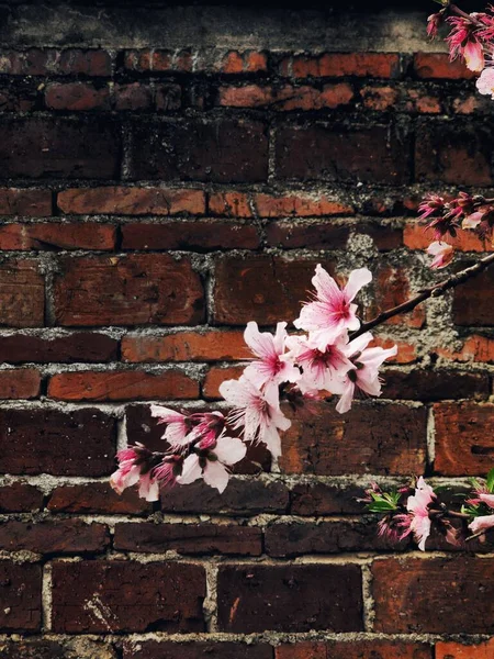 old brick wall with pink flowers