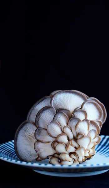 oyster mushrooms on a black background