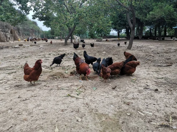 group of beautiful white and black chicken