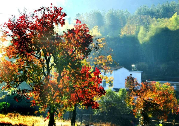 autumn landscape with colorful leaves