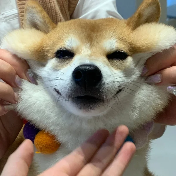 dog in the hands of a pomeranian spitz